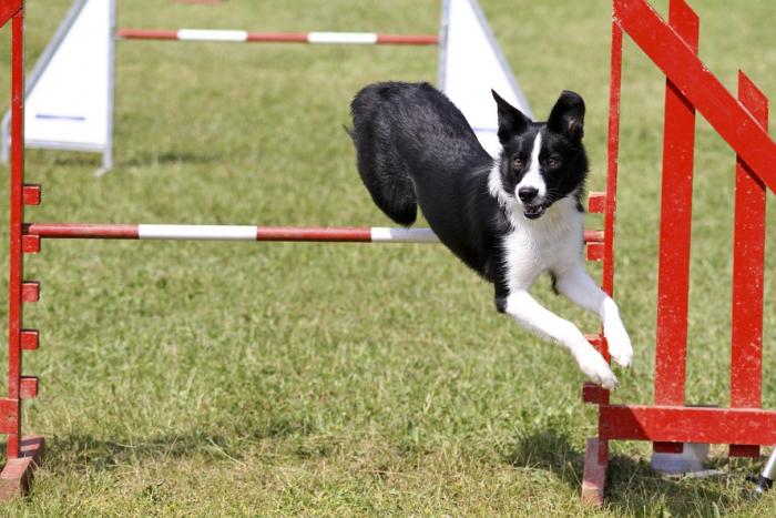 Quante volte posso fare la Toelettatura Cane durante l'anno?